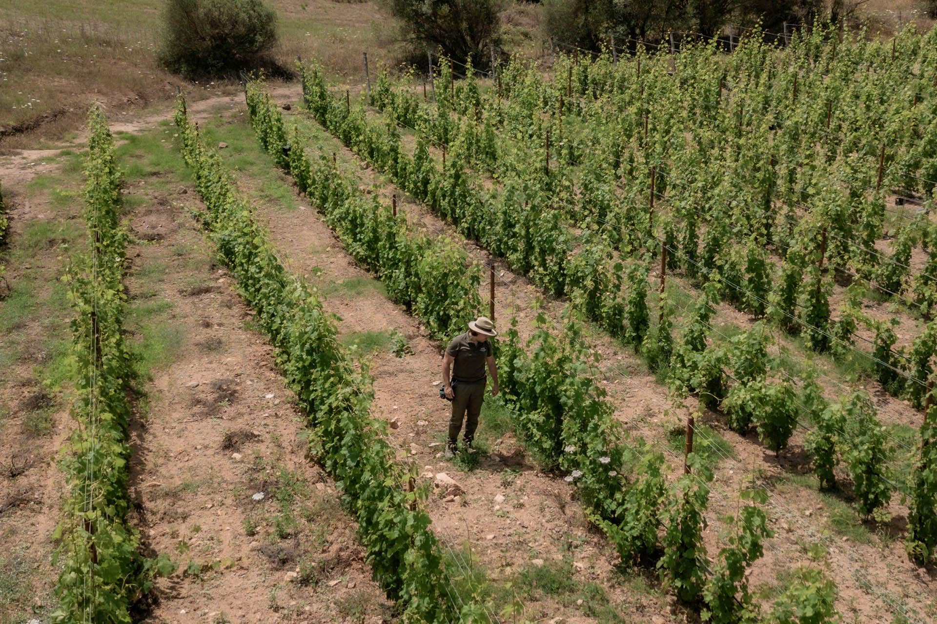 Image - 7ef191dd-f007-40d6-ac71-8eaf6baa35d9