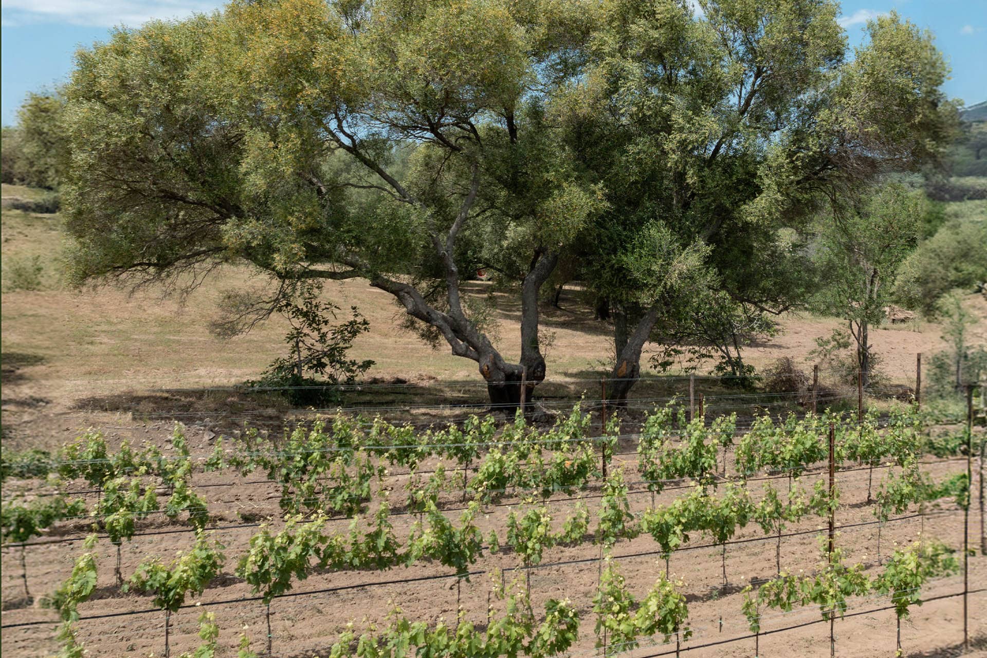 Vigna Stazzo Lu Ciaccaru Arzachena 04